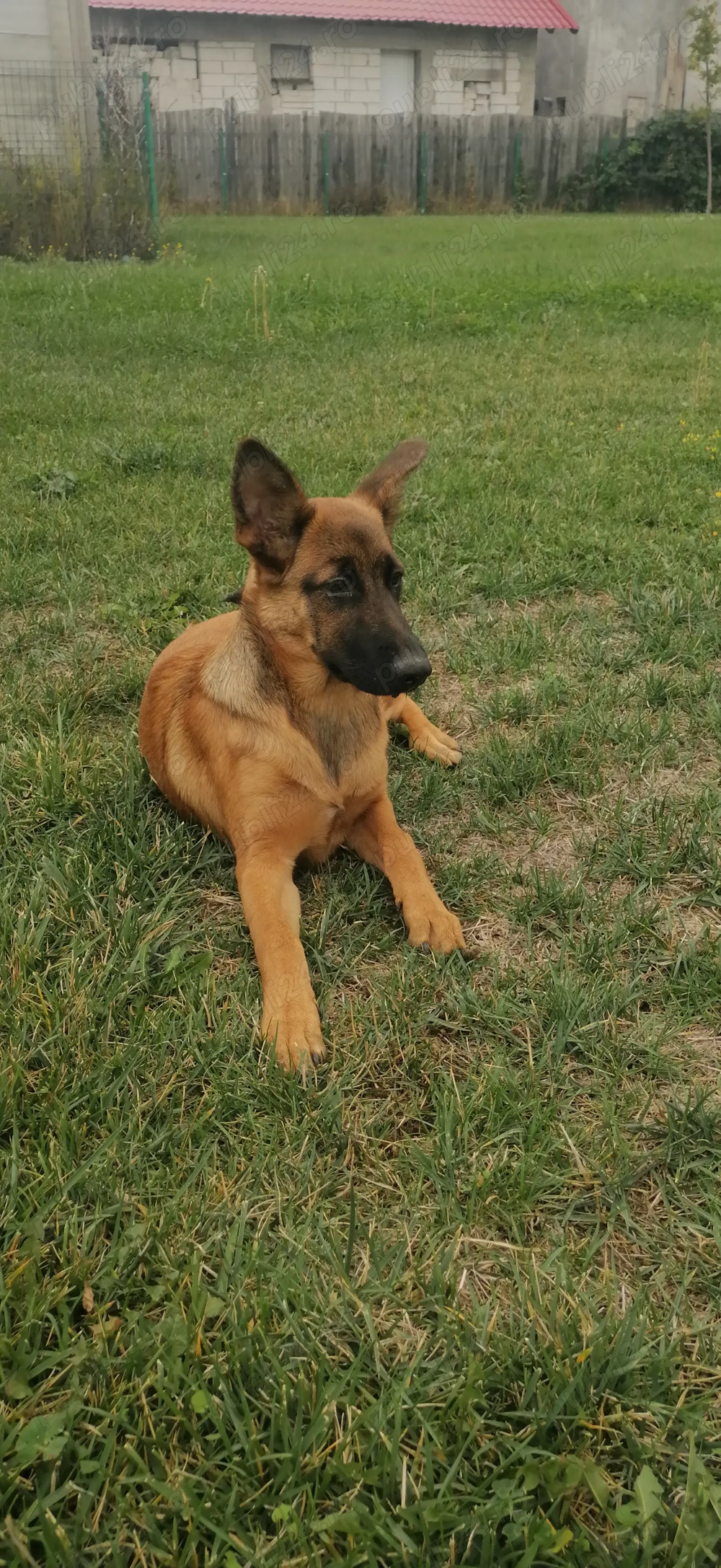 Vând femela ciobănesc belgian malinois 