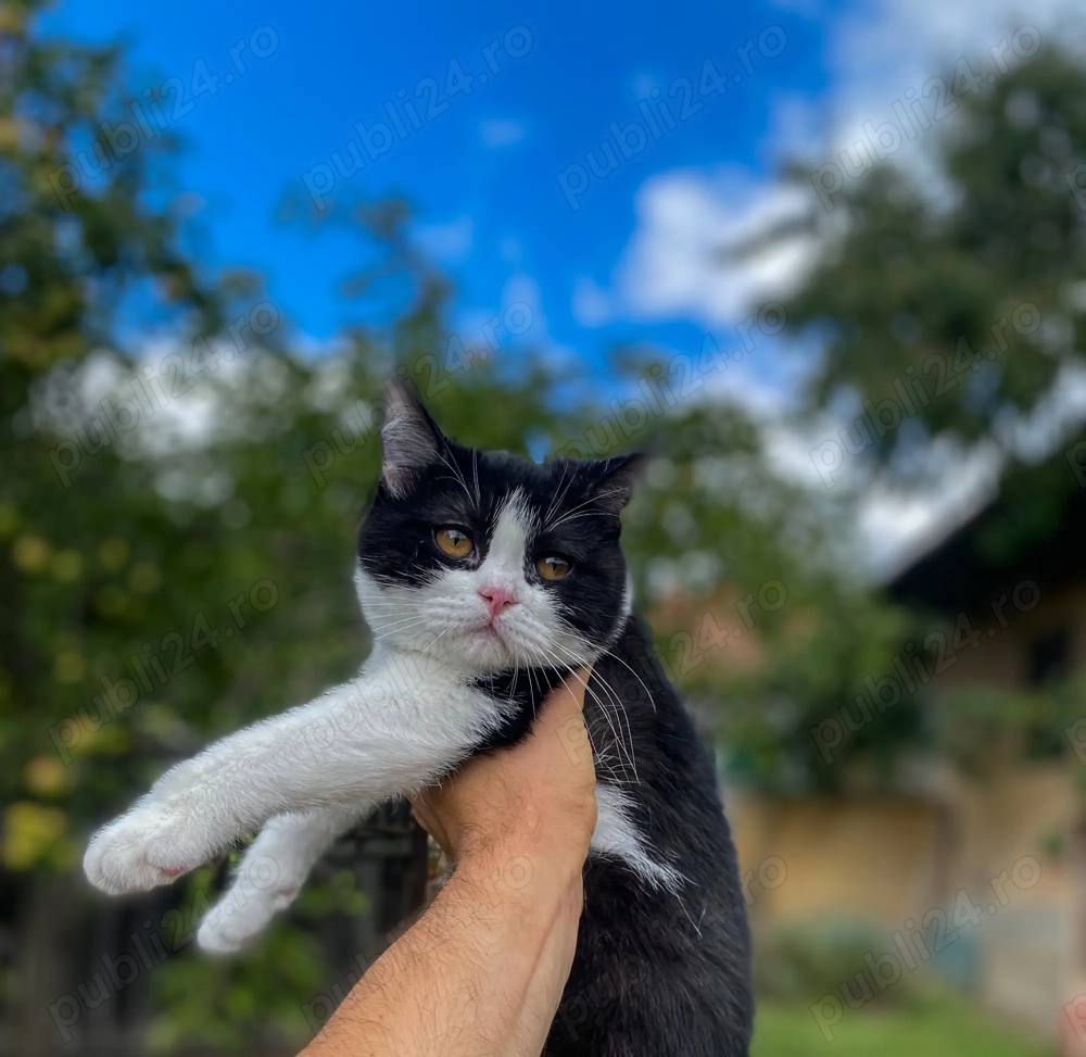 British shorthair motan