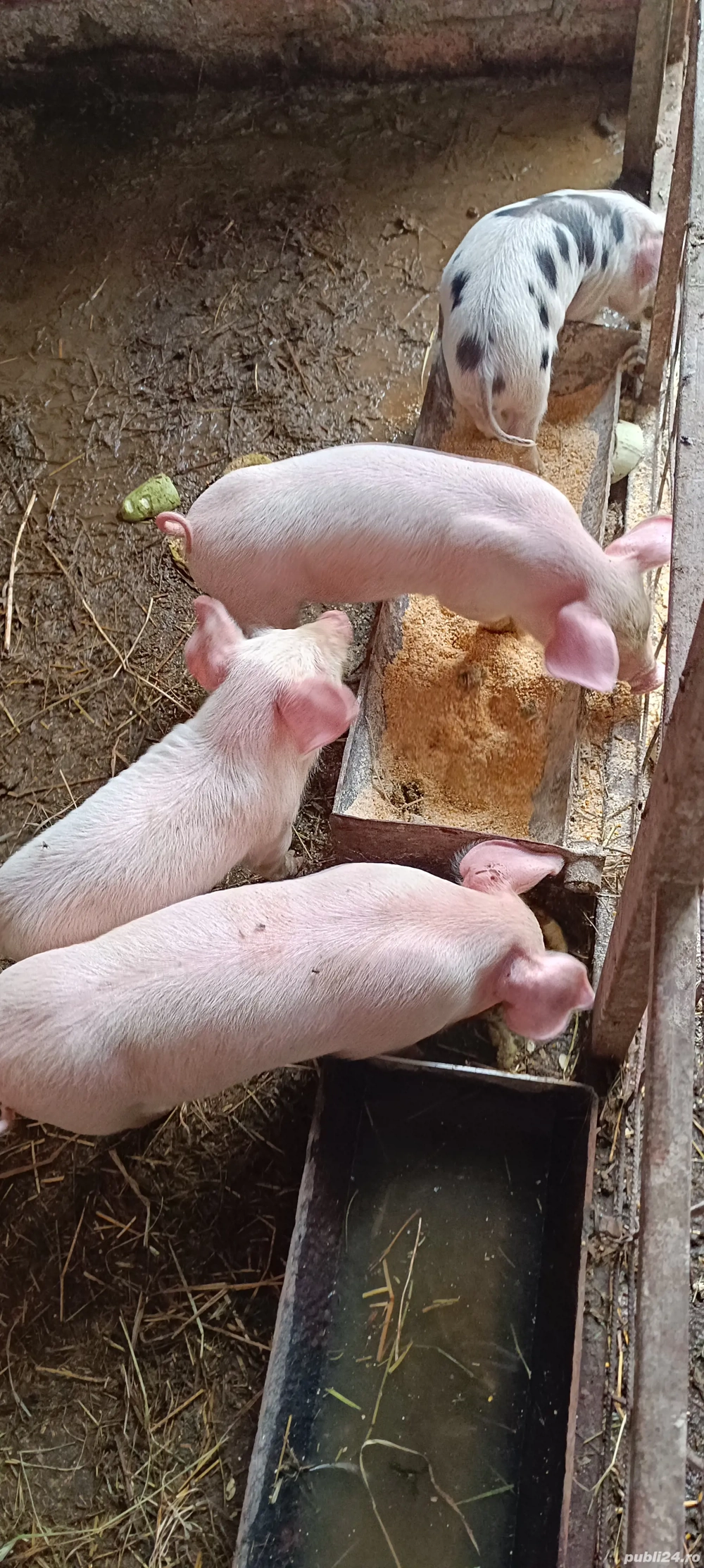 vand scroafe cu tot cu purcei