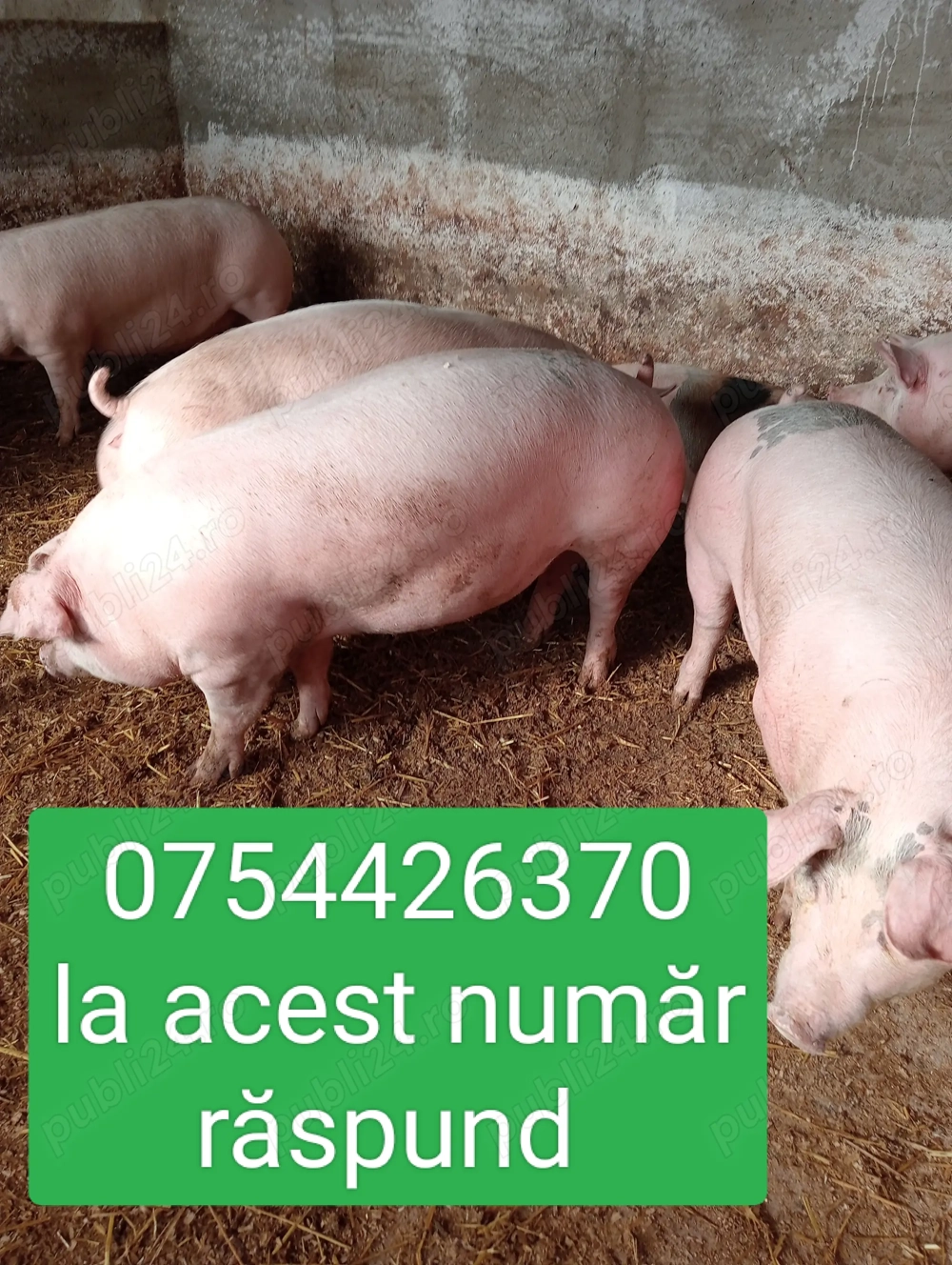 Vând porci de carne  Vând porci de carne