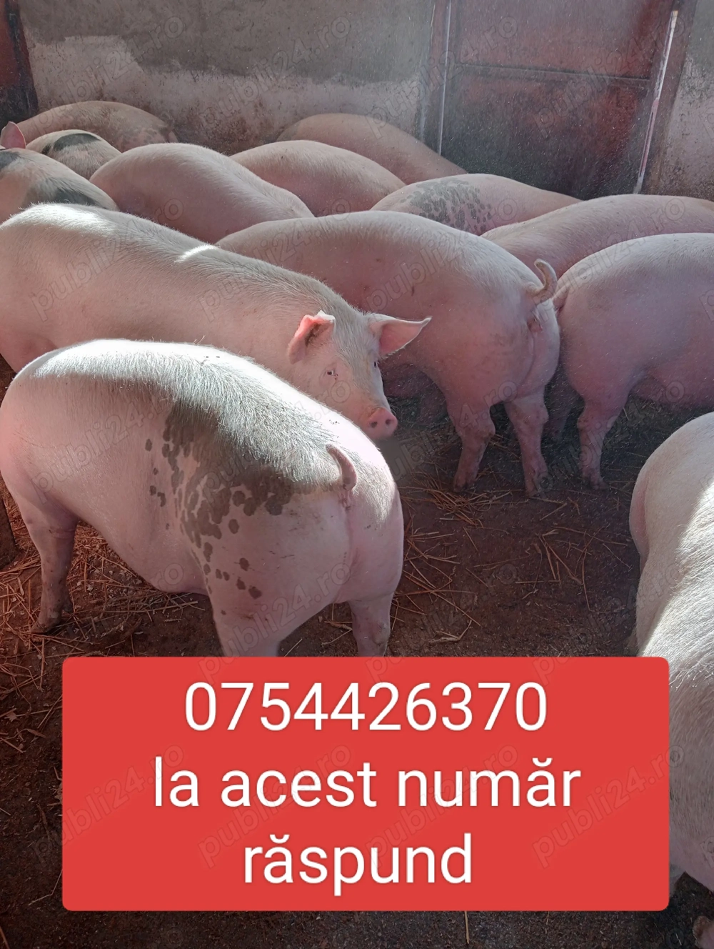 Vând porci de carne 