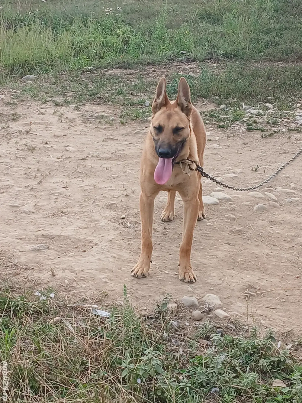 ciobanesc belgian ciobanesc belgian