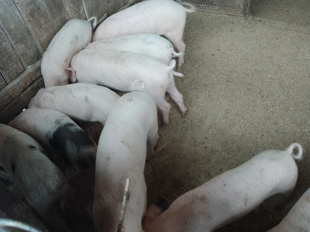 Purcei de vânzare Purcei de vânzare