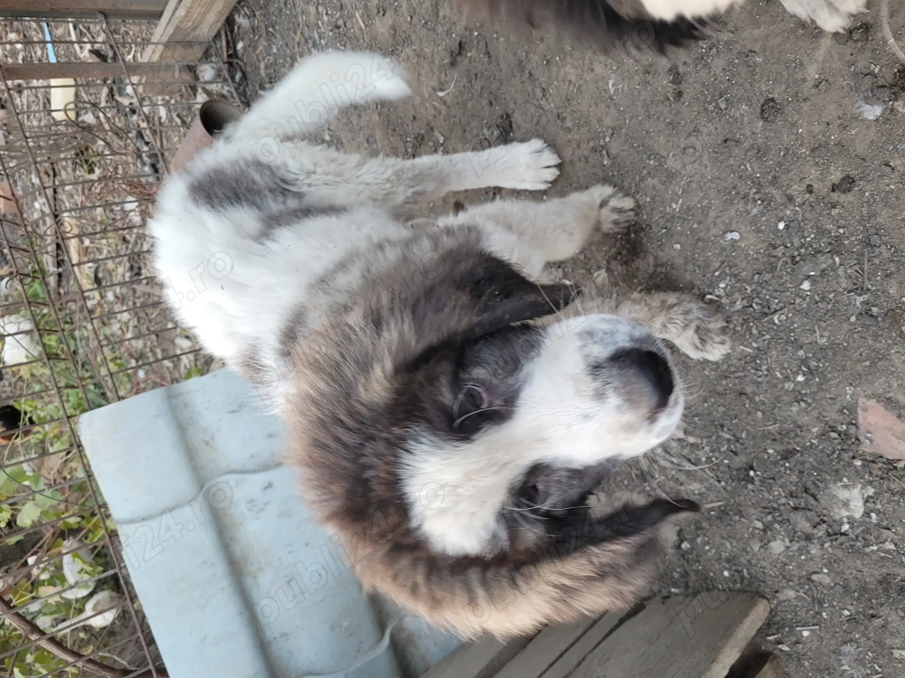 Donez 2 cateluse ciobanesc de bucovina 