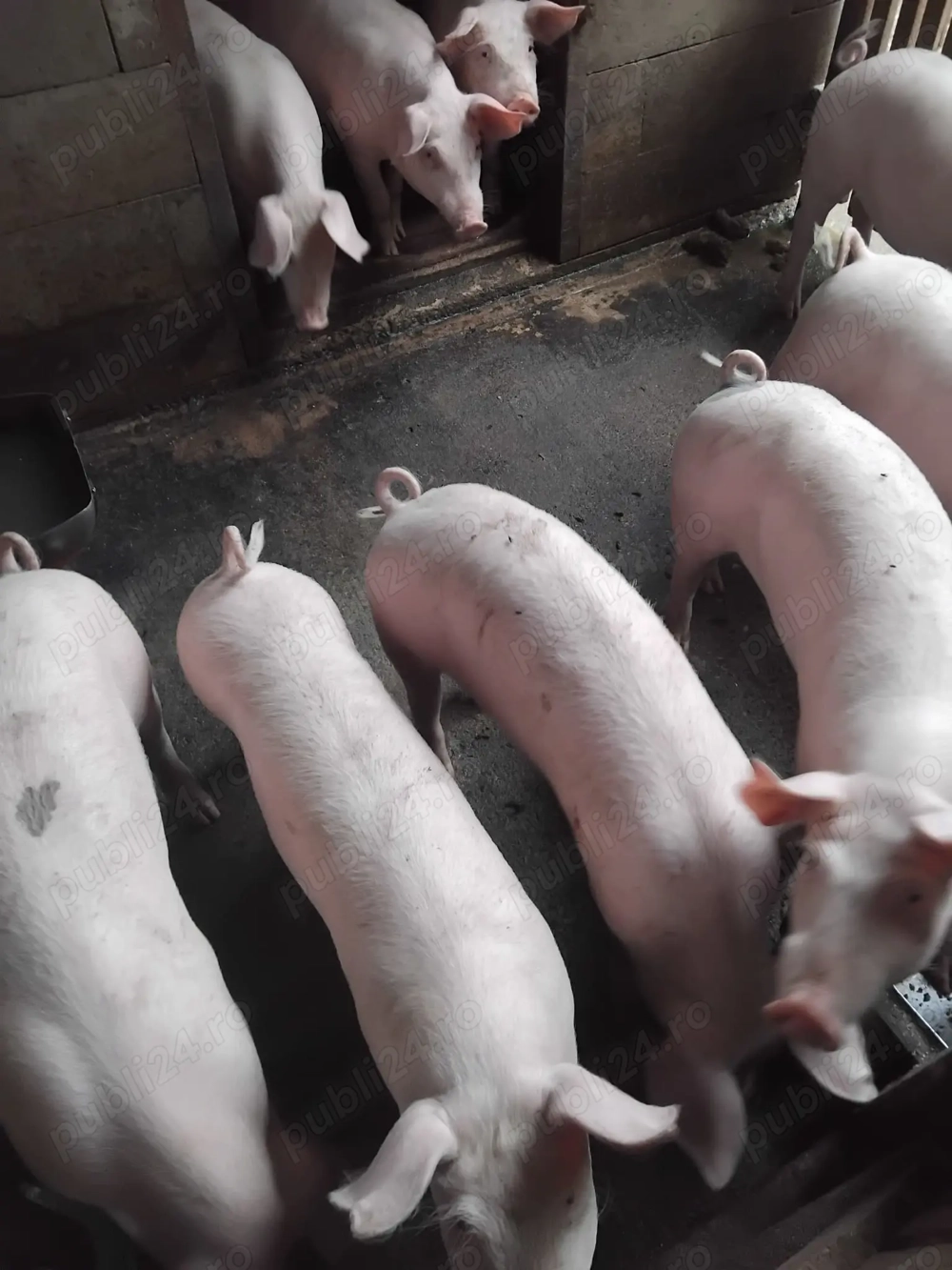 Vând purcei Marele Alb si Landras Vând purcei Marele Alb si Landras