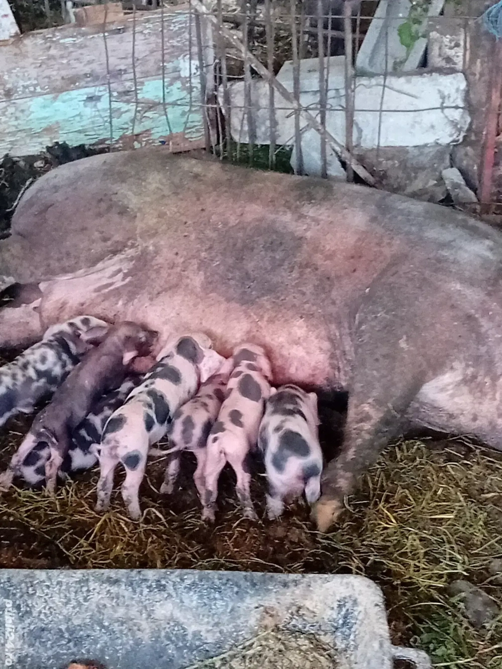 Purcelusi rasa de carne la 10 saptamani