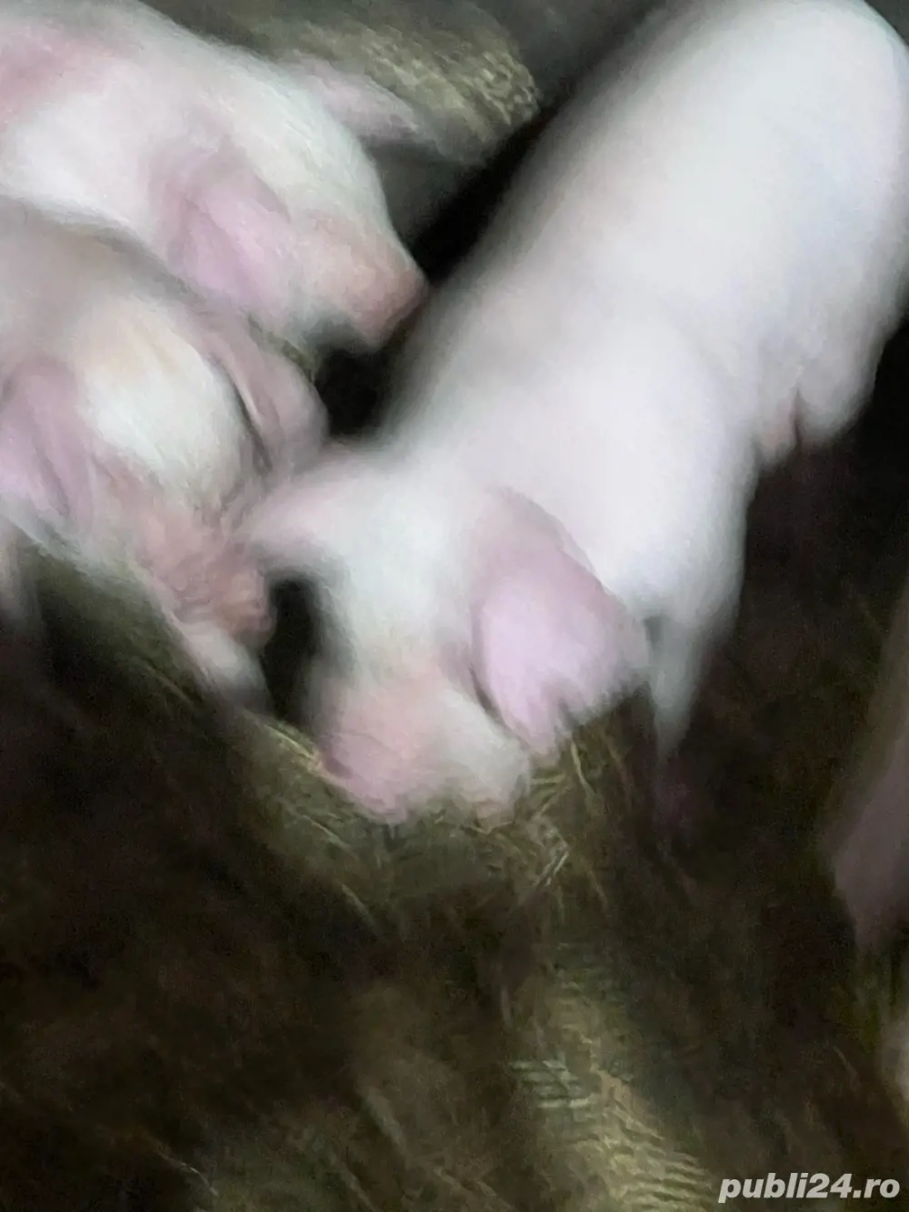 Vand purcei Vand purcei