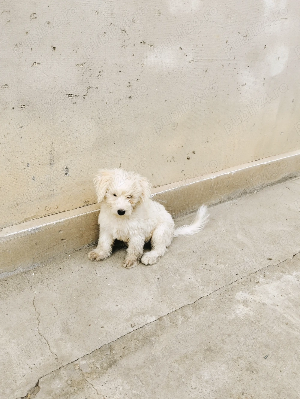 Bichon maltez de vânzare 