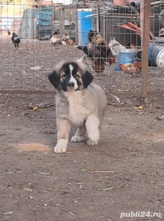 Ciobanesc Românesc Carpatin 