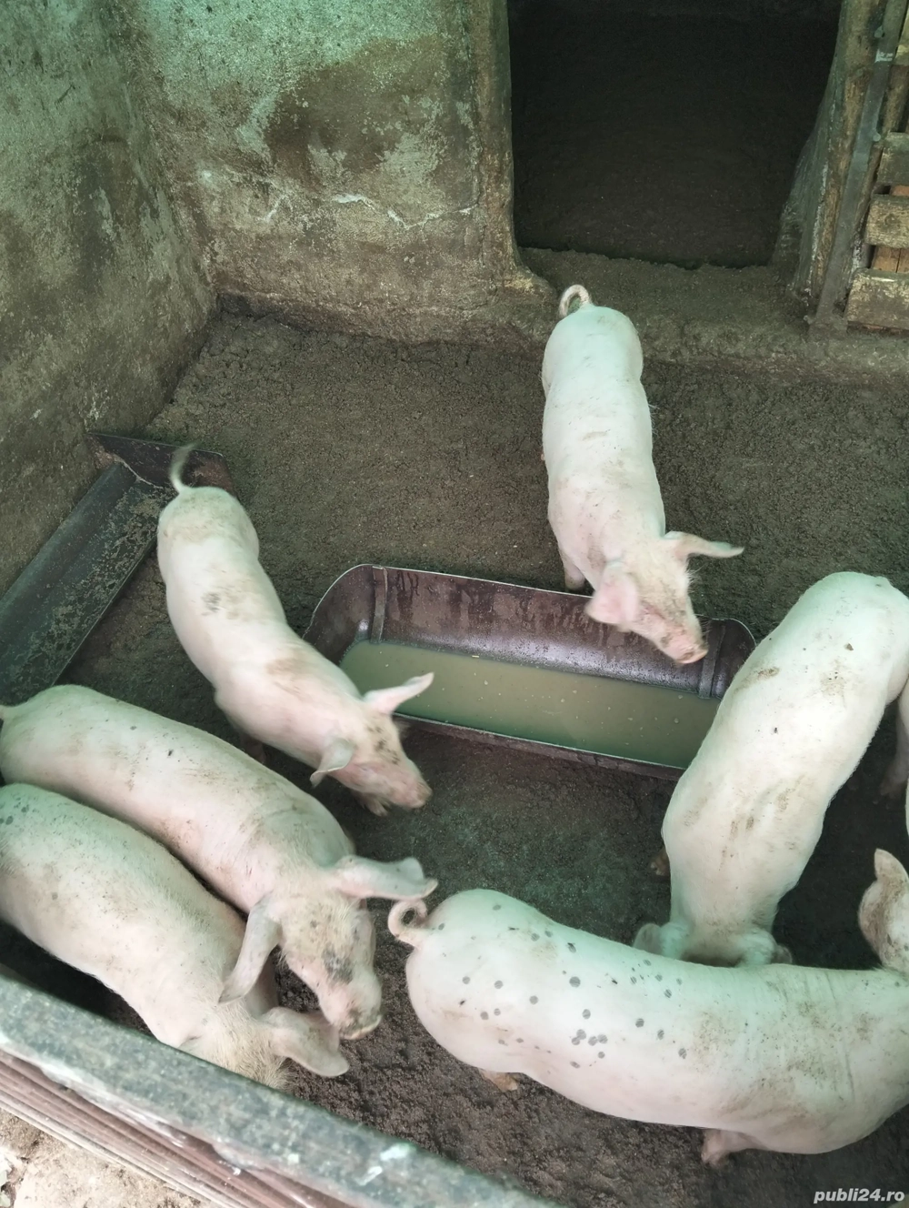 purcei de vânzare 