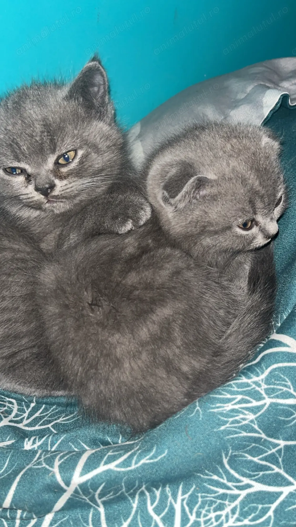 Vând pui de pisică British ! Vând pui de pisică British !