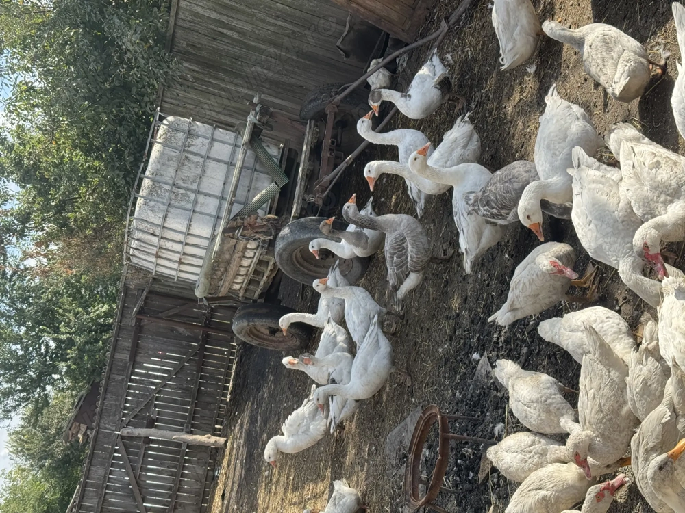 Vand Gaste          . 