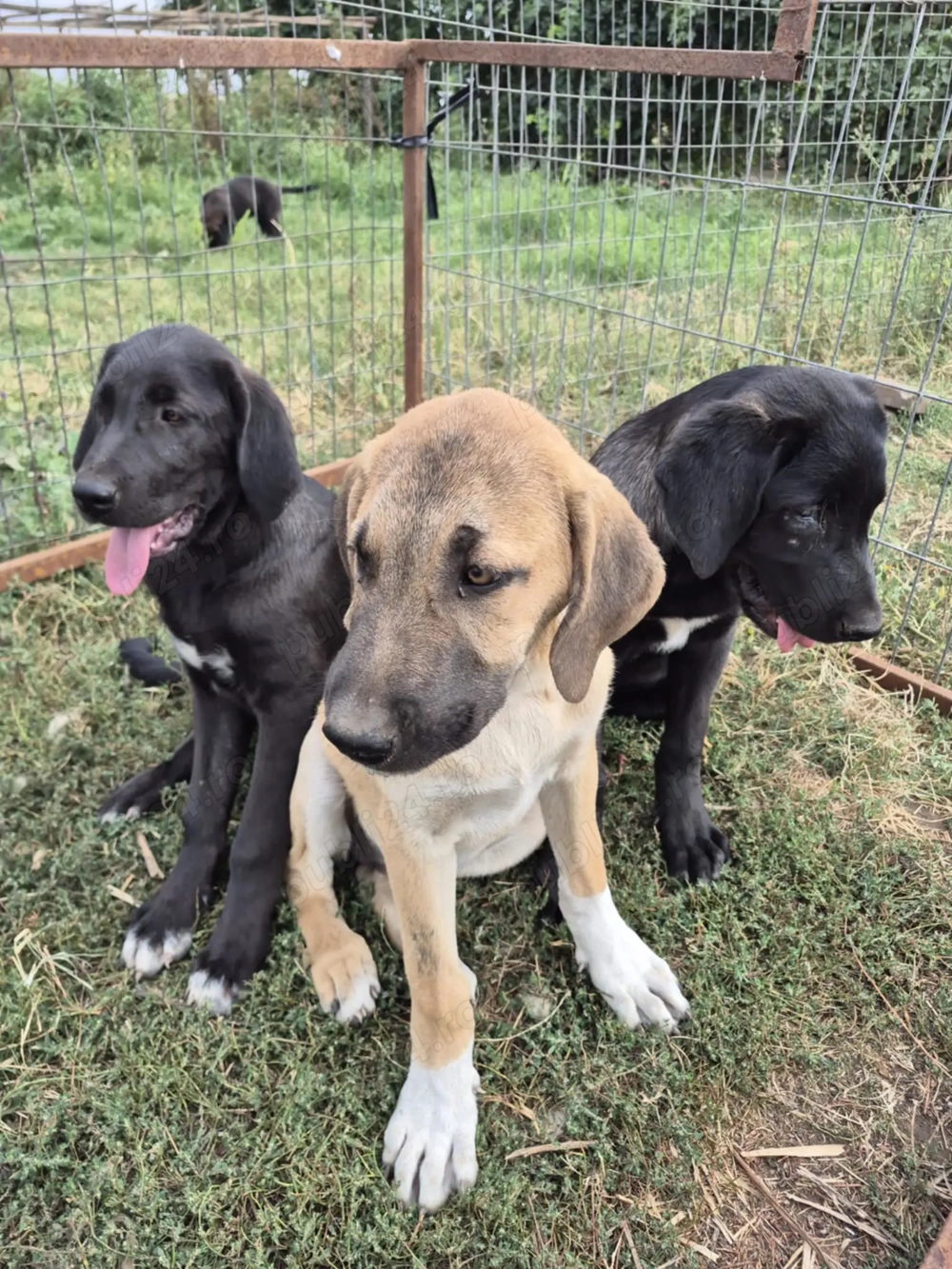 Femele kangal de vânzare  Femele kangal de vânzare