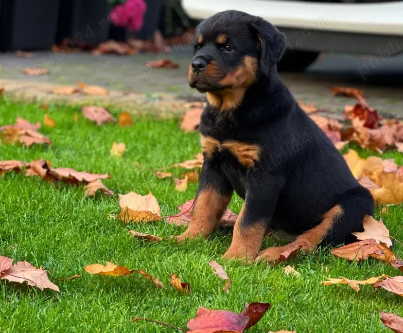 Pui rasa Rottweiler - Forță,  Siguranță  și Loialitate!