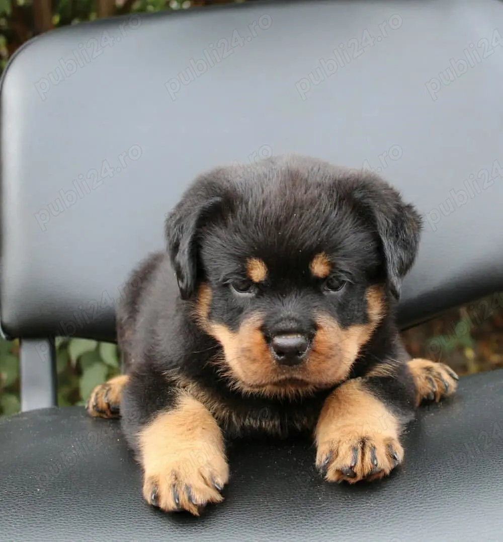Pui Rottweiler - Rasa Pura, Vaccinați și Deparazitați!