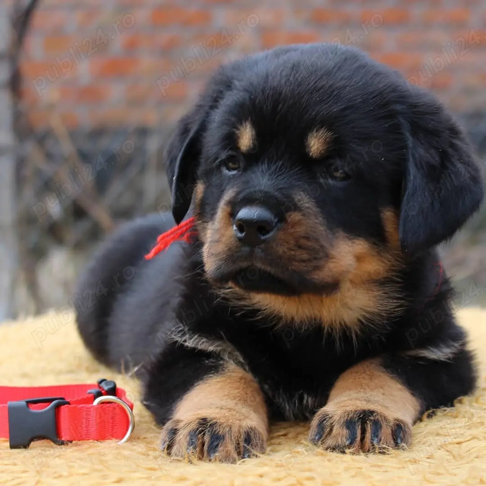 Pui Rottweiler Disponibili- Linie Robusta, ideali pentru Pază!