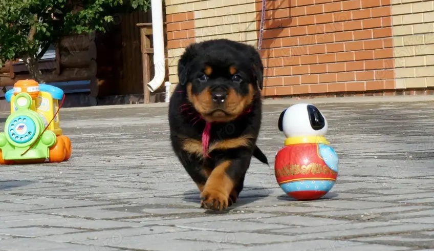 Pui Rasa Rottweiler  - Devotament, Siguranță și Afecțiune!