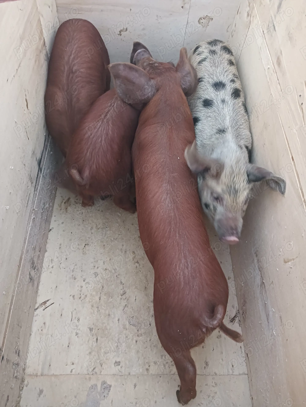 Vând șoldani la alegere Vând șoldani la alegere