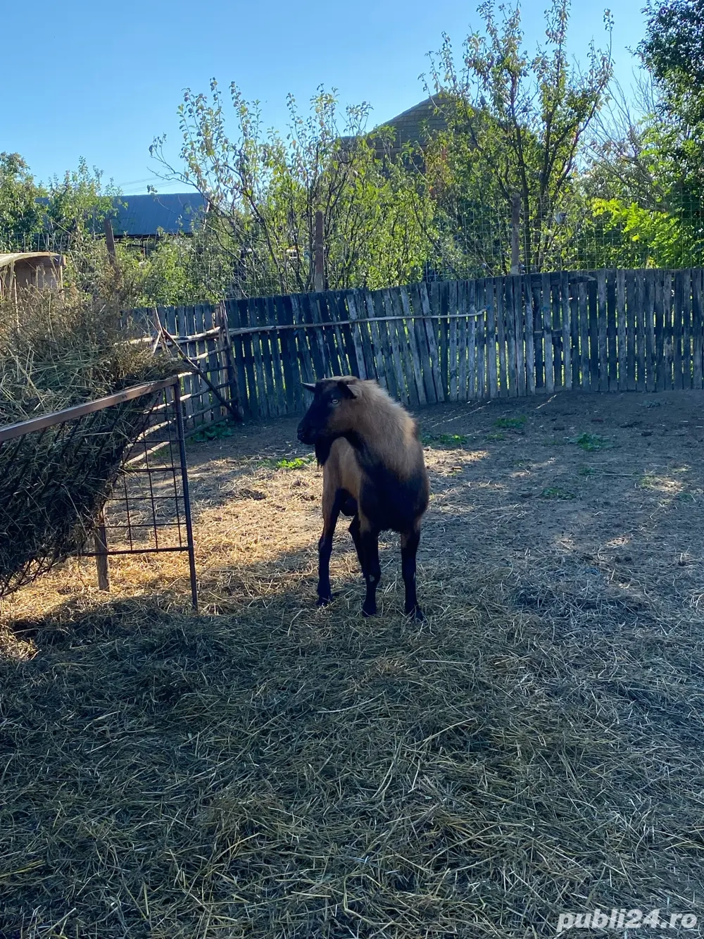 Vând țap alpin francez! Vând țap alpin francez!