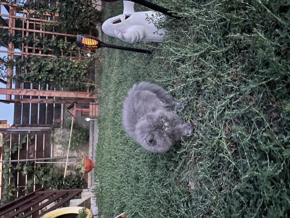 Pisica persană. Pisica persană.