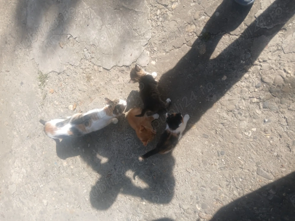 Adoptie pui de pisica