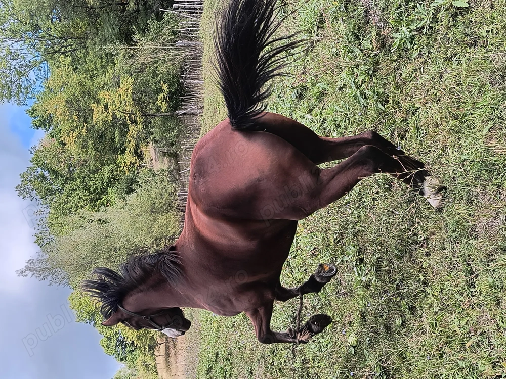 Cârlan de vânzare cu ochii albaștri Cârlan de vânzare cu ochii albaștri