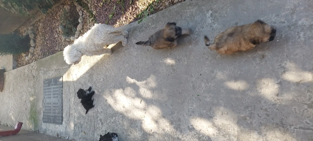 Vand catel bishon Vand catel bishon