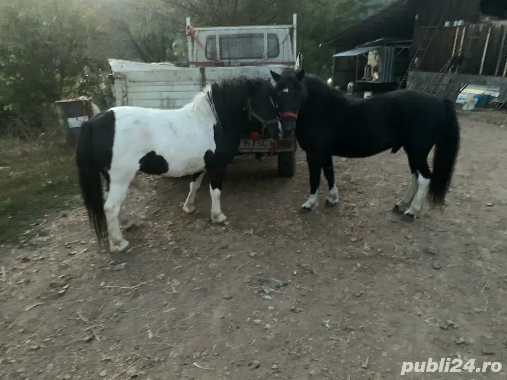 vand ponei talei mare 