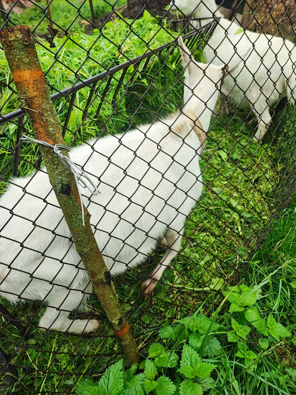 Vind doua capre  2 respectiv 4 ani Vind doua capre  2 respectiv 4 ani