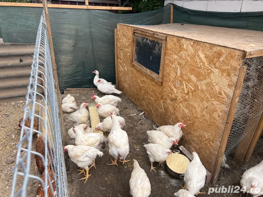 Pui de vanzare ! Pui de vanzare !