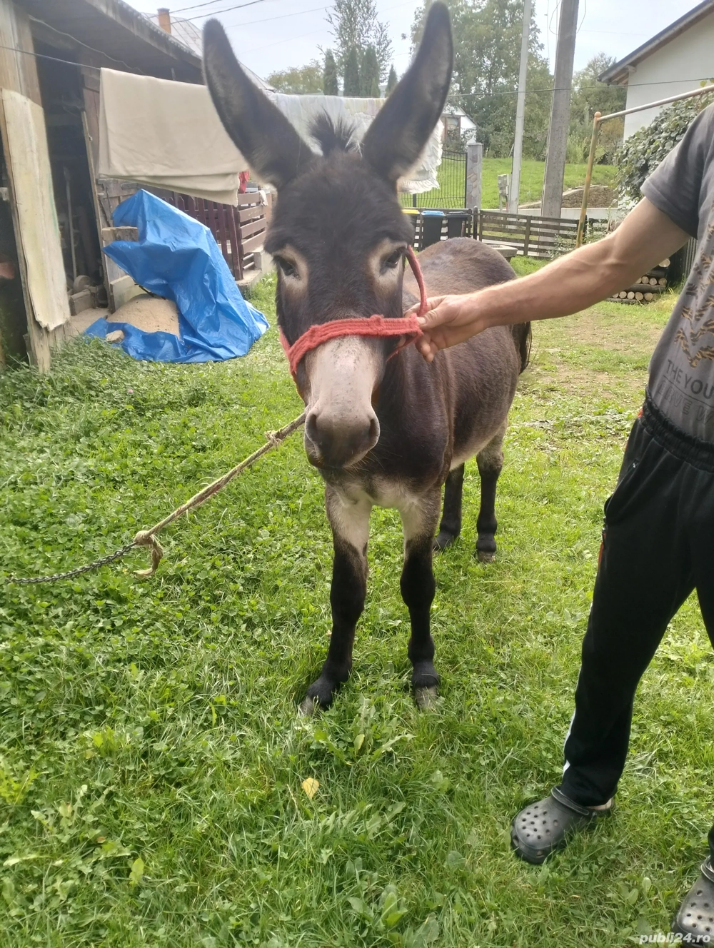 Magar Armasar Magar Armasar