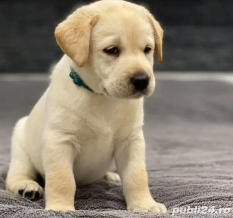 Labrador Retriever fetita Labrador Retriever fetita