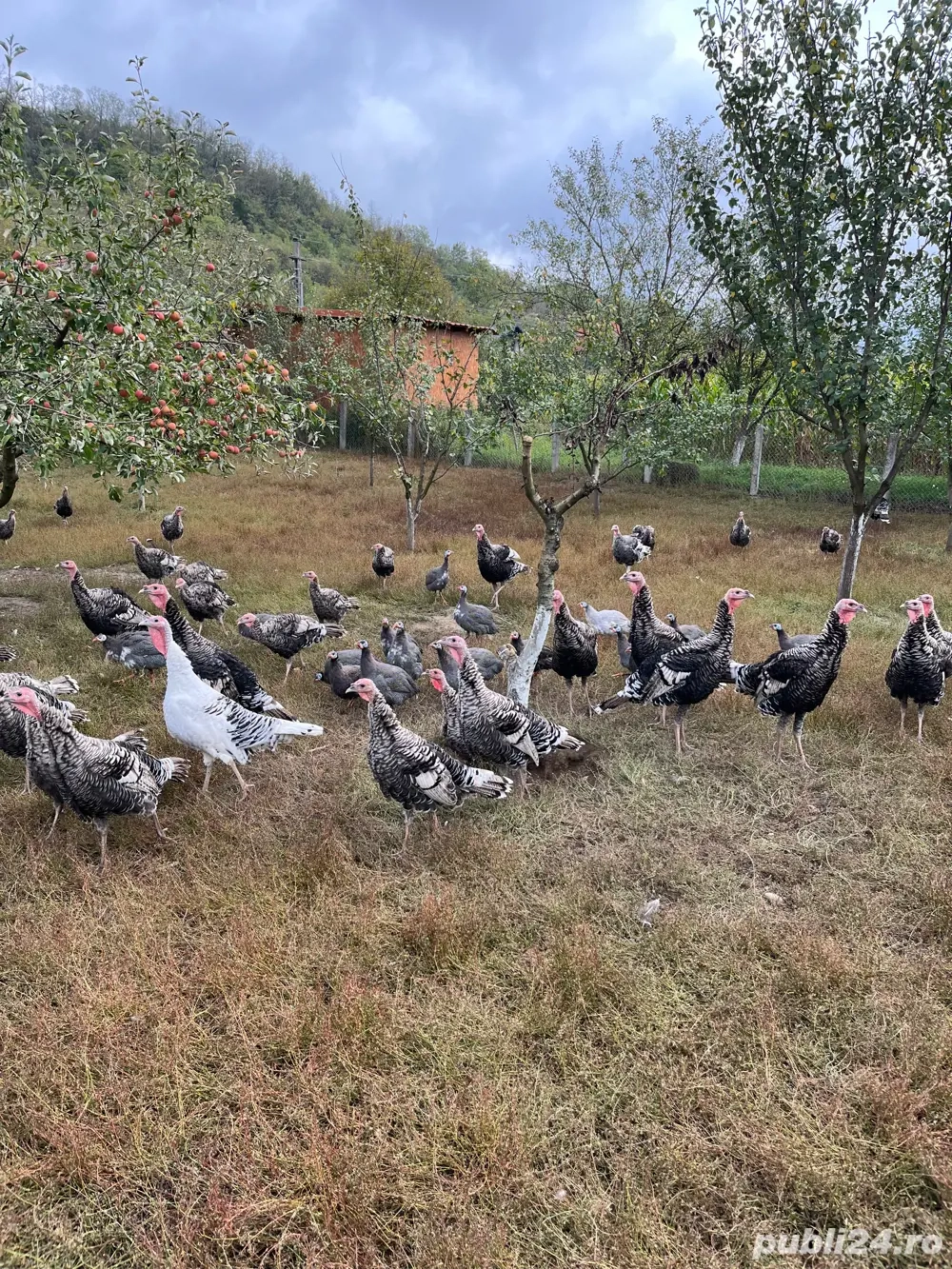 Curci si curcani tineret de vanzare