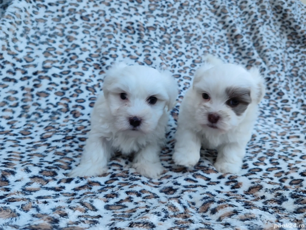 Pui de Bichon