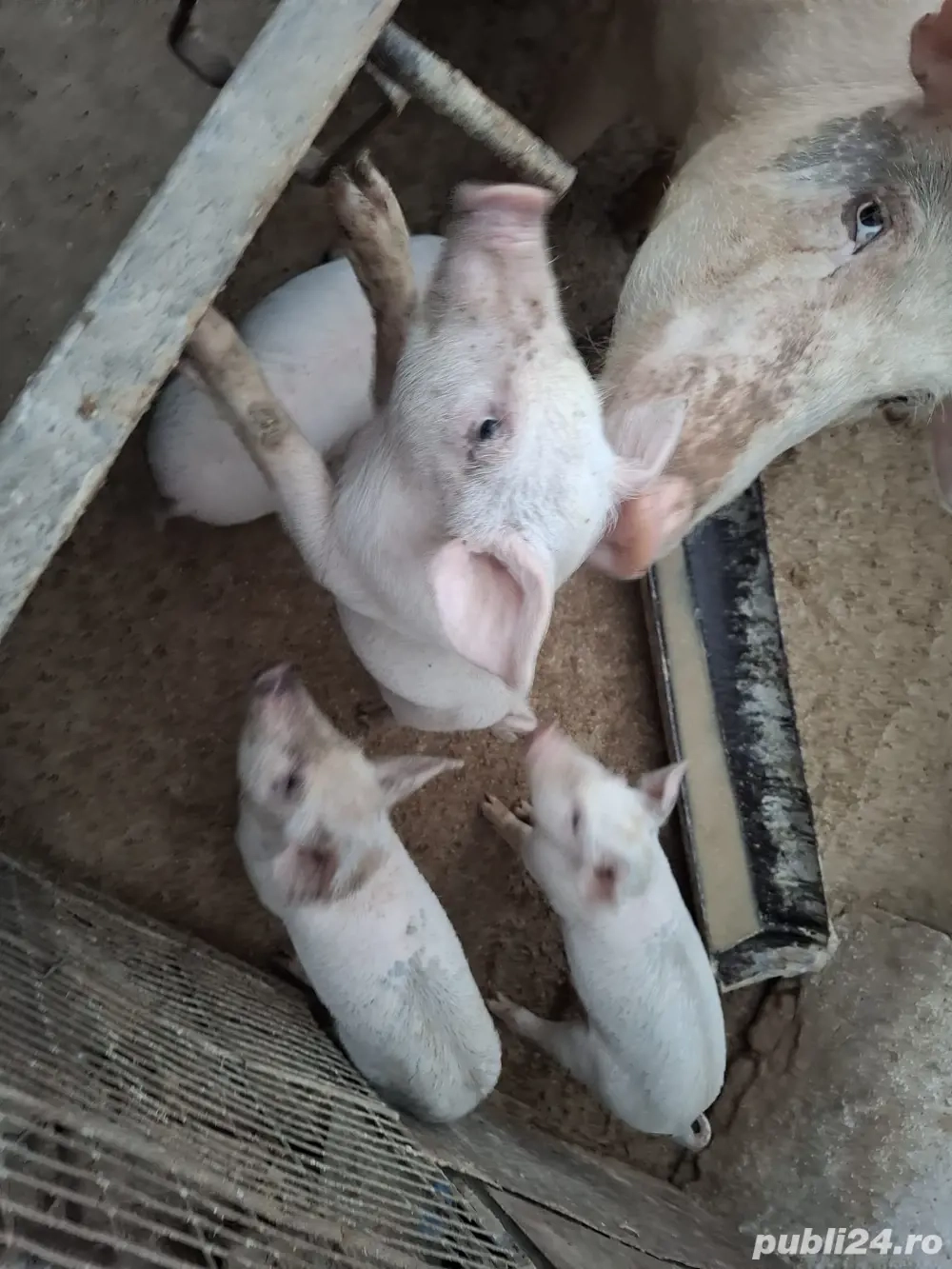 Vând purcei Vând purcei