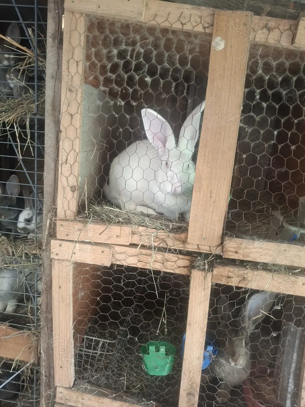 Vând iepuri de diferite vârste și diferite rase ,la preturi diferite Vând iepuri de diferite vârste și diferite rase ,la preturi diferite