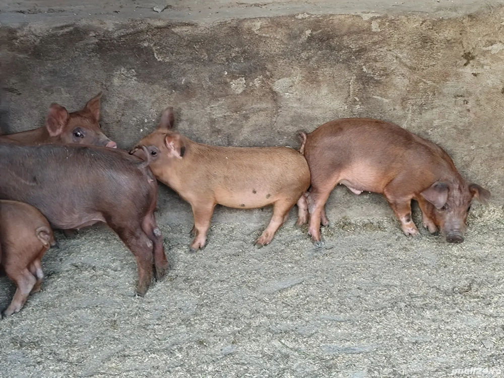 Purcei  Duroc  