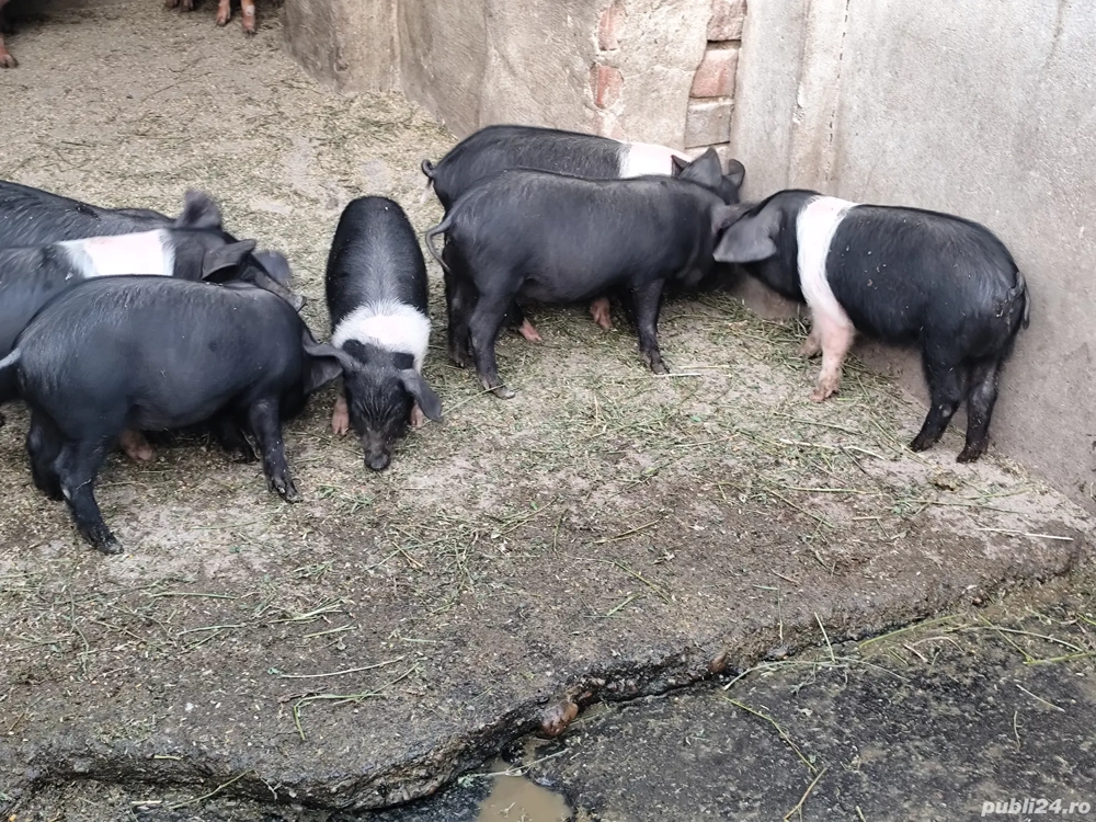 Purcei Bazna și Duroc