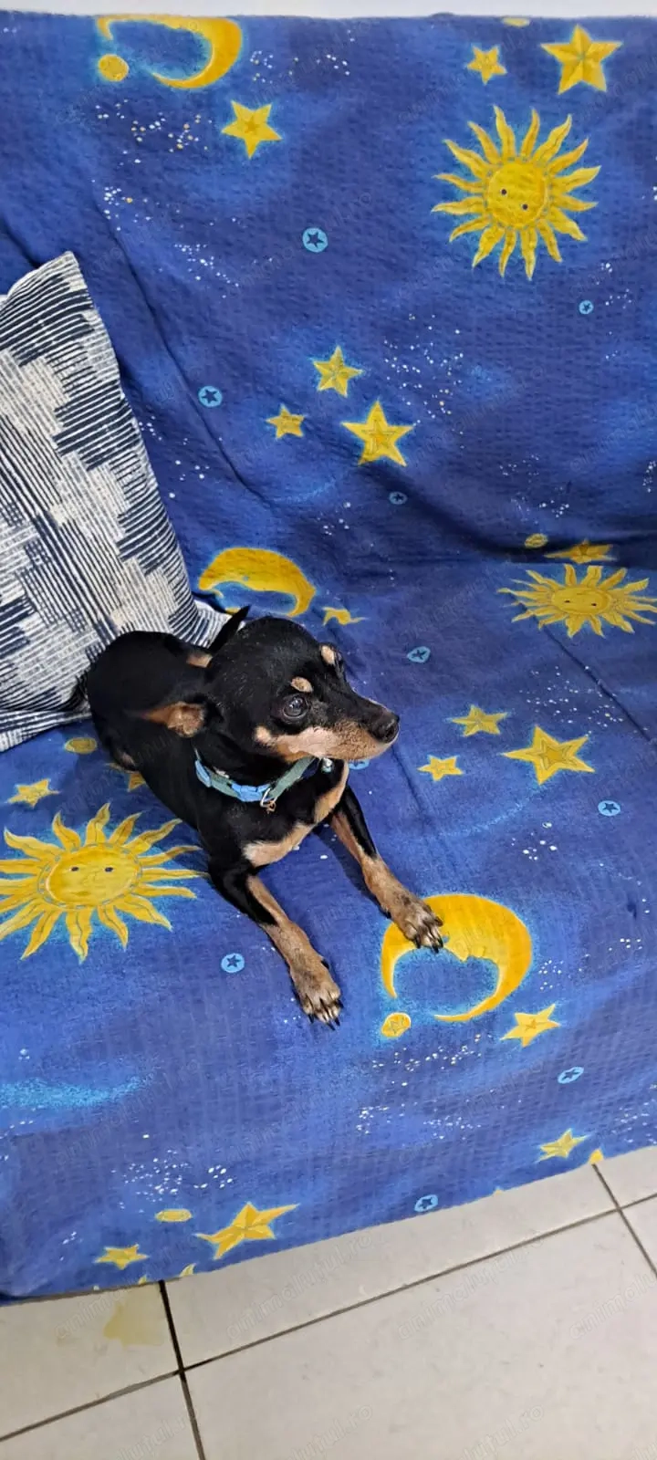 Pinscher pitic pui 6 saptamani