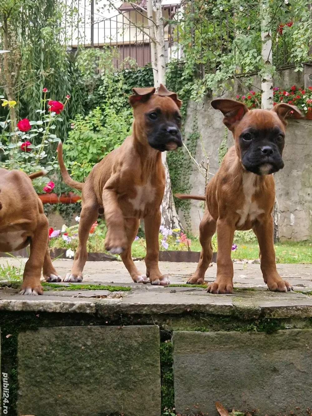 catei boxer german  catei boxer german