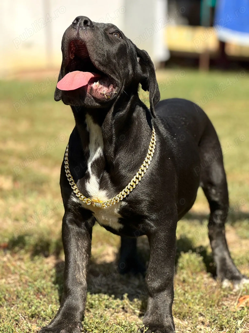 Căței cane corso cu pedigree tip A  Căței cane corso cu pedigree tip A