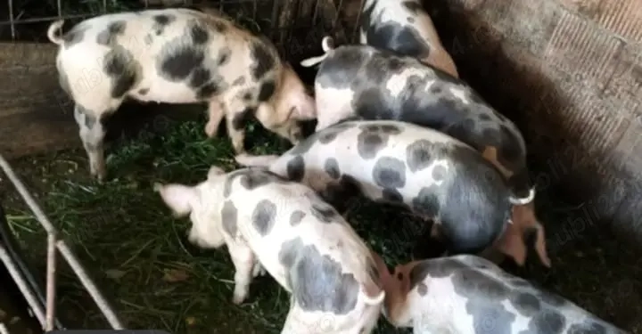 Șoldani petran disponibil  Șoldani petran disponibil