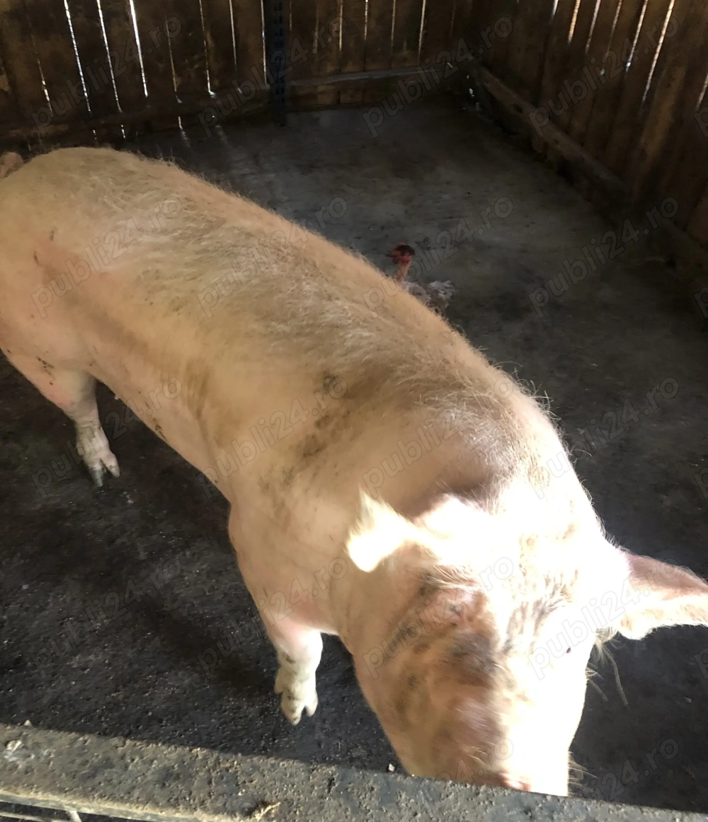 Vînd scroafă marele alb Vînd scroafă marele alb