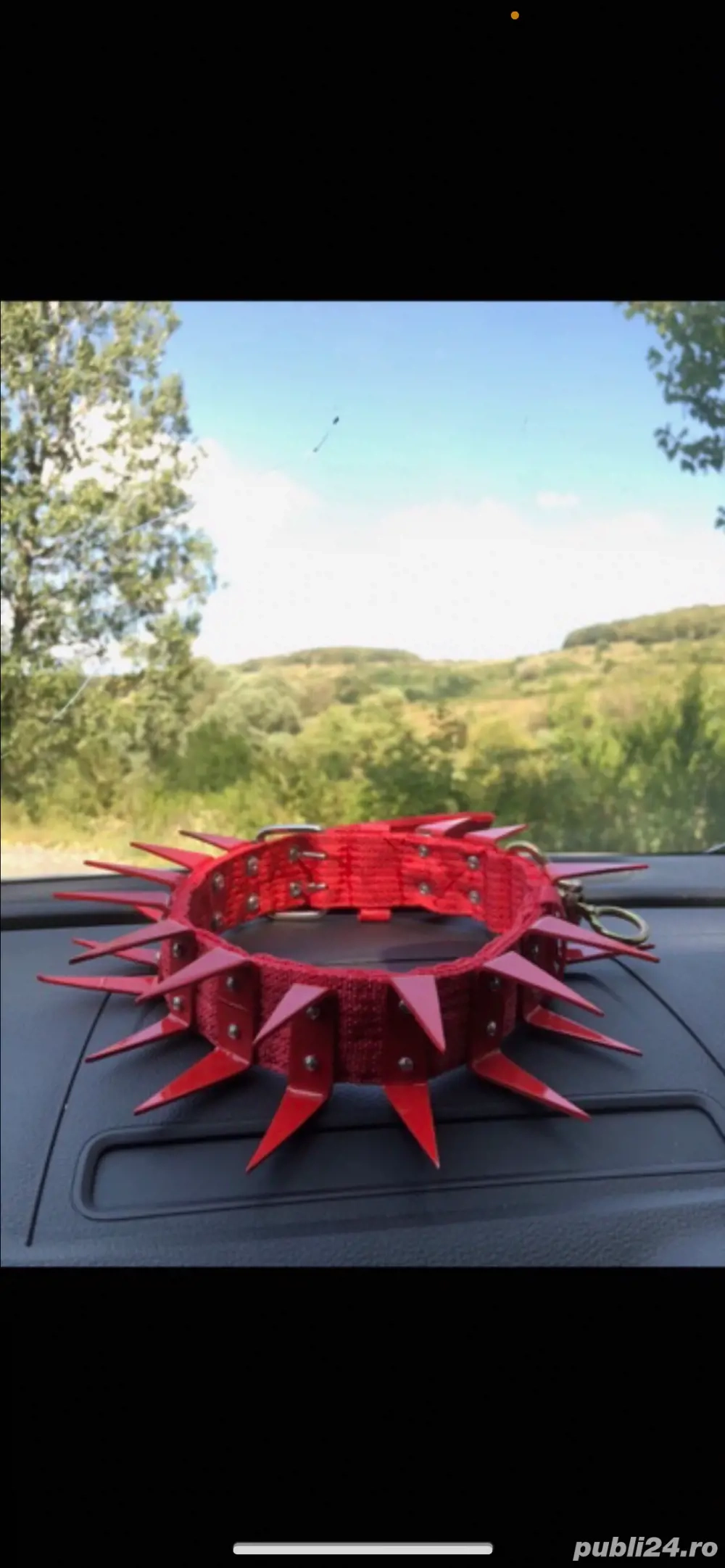 Zgarda cu colti din fier prnttu caini ciobanesti care apara caprele si vacile  Zgarda cu colti din fier prnttu caini ciobanesti care apara caprele si vacile