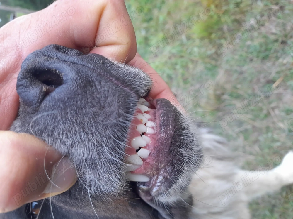 Ciobanesc de bucovina Ciobanesc de bucovina