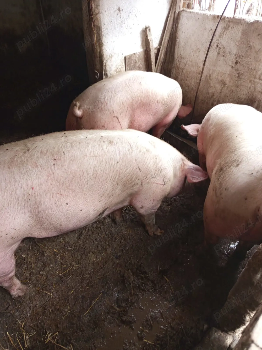 Vind porci grasi dela 130kg