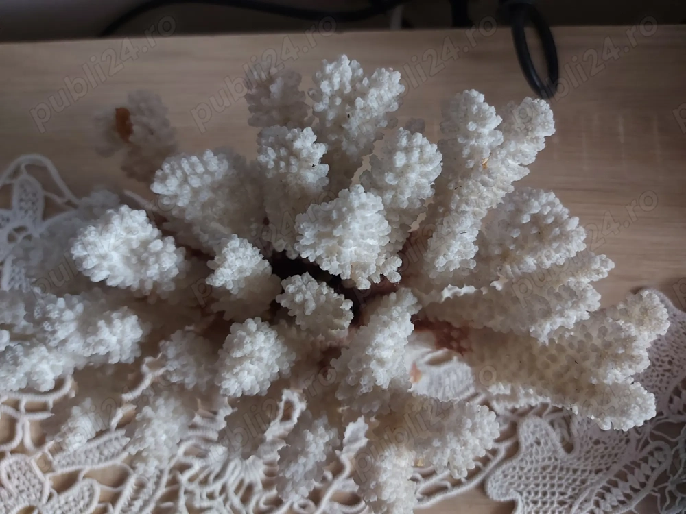 Vând coral natural Vând coral natural