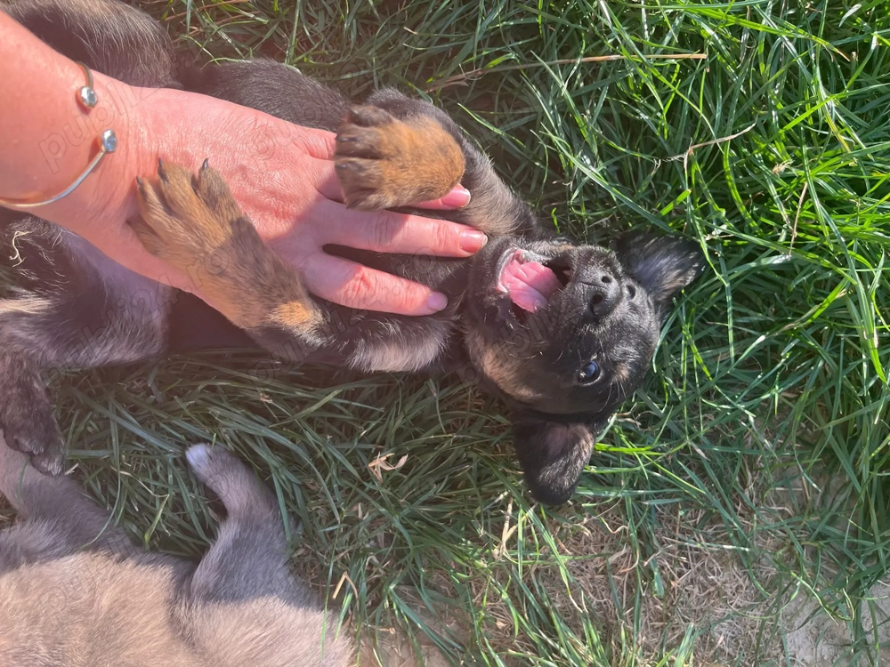 Catelusi de 6 saptamani