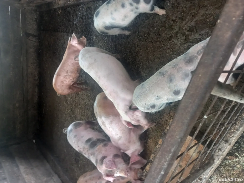 soldani  disponibili 