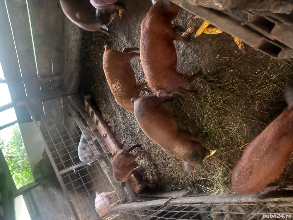 soldani duroc cu mangalita 